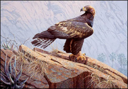 Baja Golden Eagle -  Fine Art Print - by Hans Peeters - See Larger Image