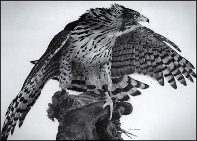 Cooper's Hawk Art Print - by falconer Roy Lee DeWitt - See Larger Image