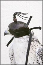 Arab Window-backed Hood