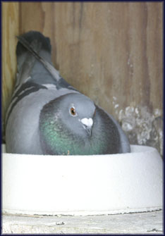 Trapping Pigeons For Dog Training Trapping Pigeons For Dog Training