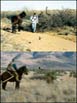 Desert Hawking IV