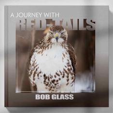 A Journey with Red-tailed Hawks, Bob Glass, 11 x 11 Coffee-table Book Full Color, 200 Pages