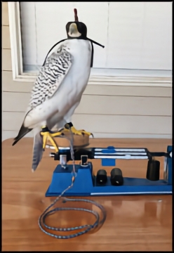 Triple Beam Falconry Balance Scale - Fitted with Cork Top