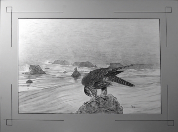 Peregrine Falcon in Marine Shoreline - Original Etching on Canvas by Burks - Original Art