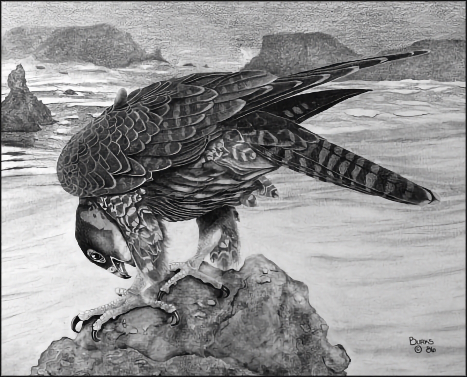 Peregrine Falcon in Marine Shoreline - Original Etching on