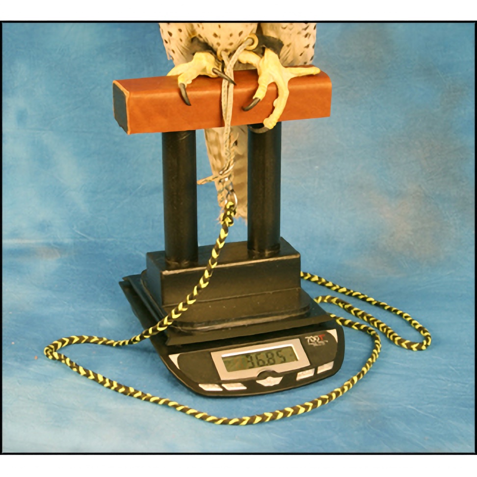 Digital Scale - Small to Medium Size Raptors 20 oz. or Less - Very Accurate