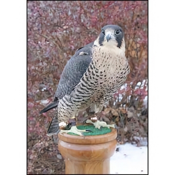 Noble Tri-Color Bells: Bronze/Brass & Nickel/Silver Acorn - 5 Sizes for Hawks.