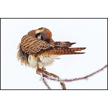American Kestrel Pint - Sized Predator by Kate Davis,  Softbound, 112 pages