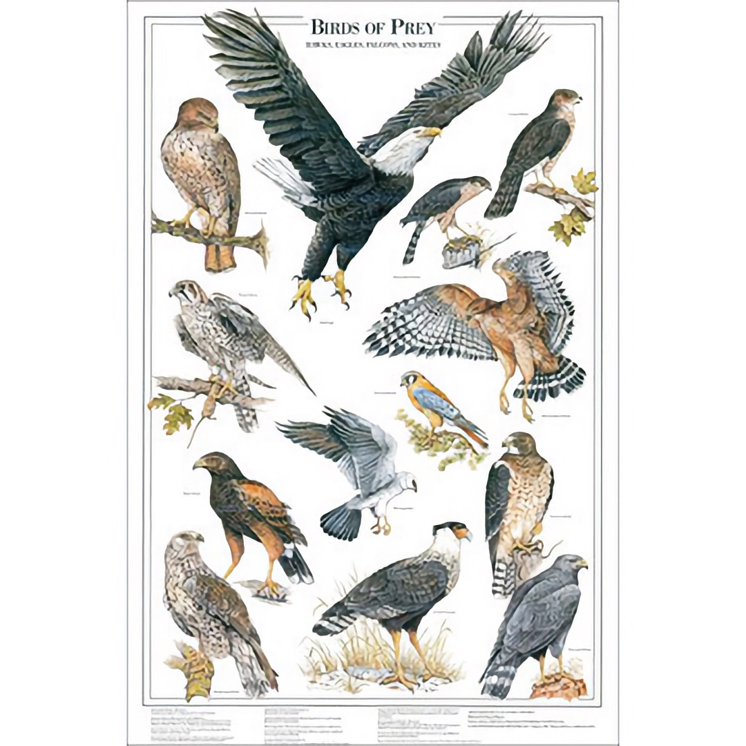 Birds of Prey of North America Giant Poster