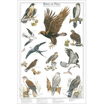 Birds of Prey Poster 2  - Further 12 Raptors of North America