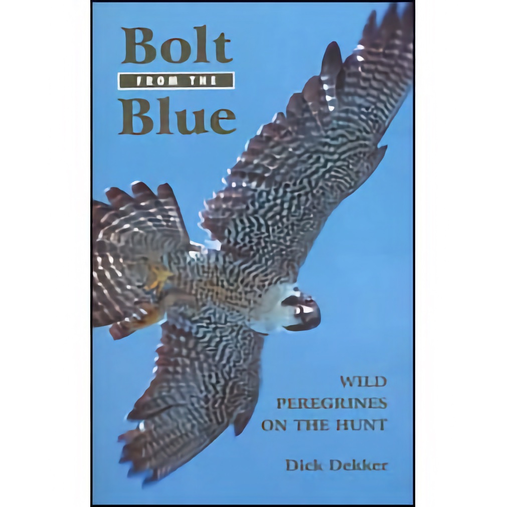 Bolt from the Blue: Wild Peregrines on the Hunt by Dick Dekker, Softbound