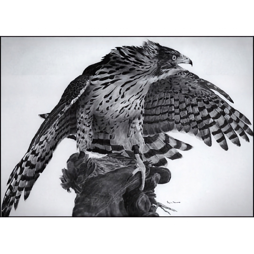 Cooper's Hawk Art Print - by falconer Roy Lee DeWitt - See Larger Image