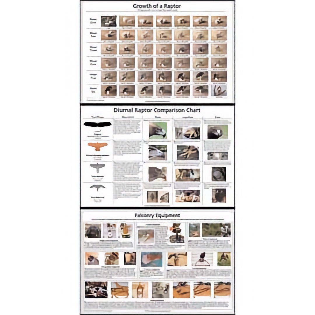 Educational Falconry Posters -Three Types - Choose Specific Chart
