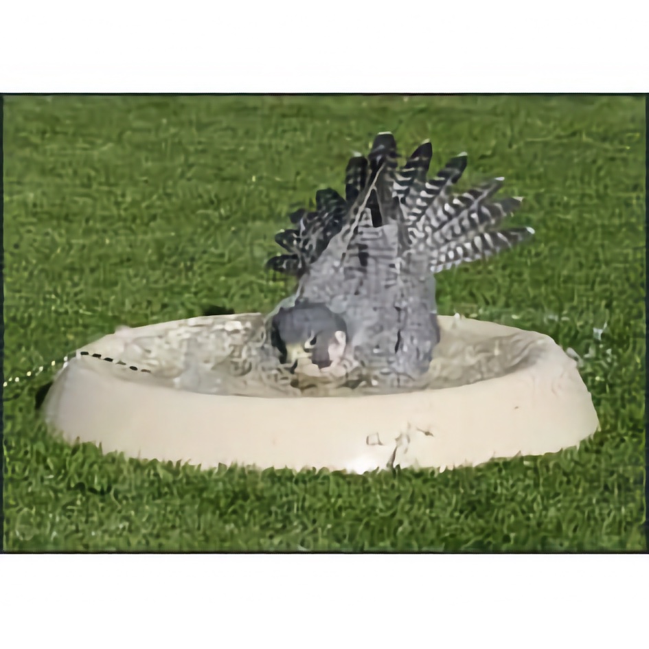 https://www.westernsporting.com/mm5/graphics/00000001/Fiberglass-Falconry-Bath-Pan-Large-FE2409L-HR.jpg