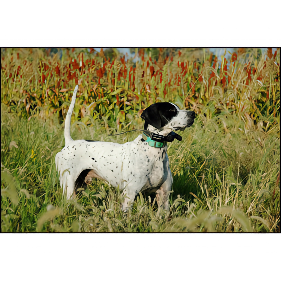 marshall tracking collars