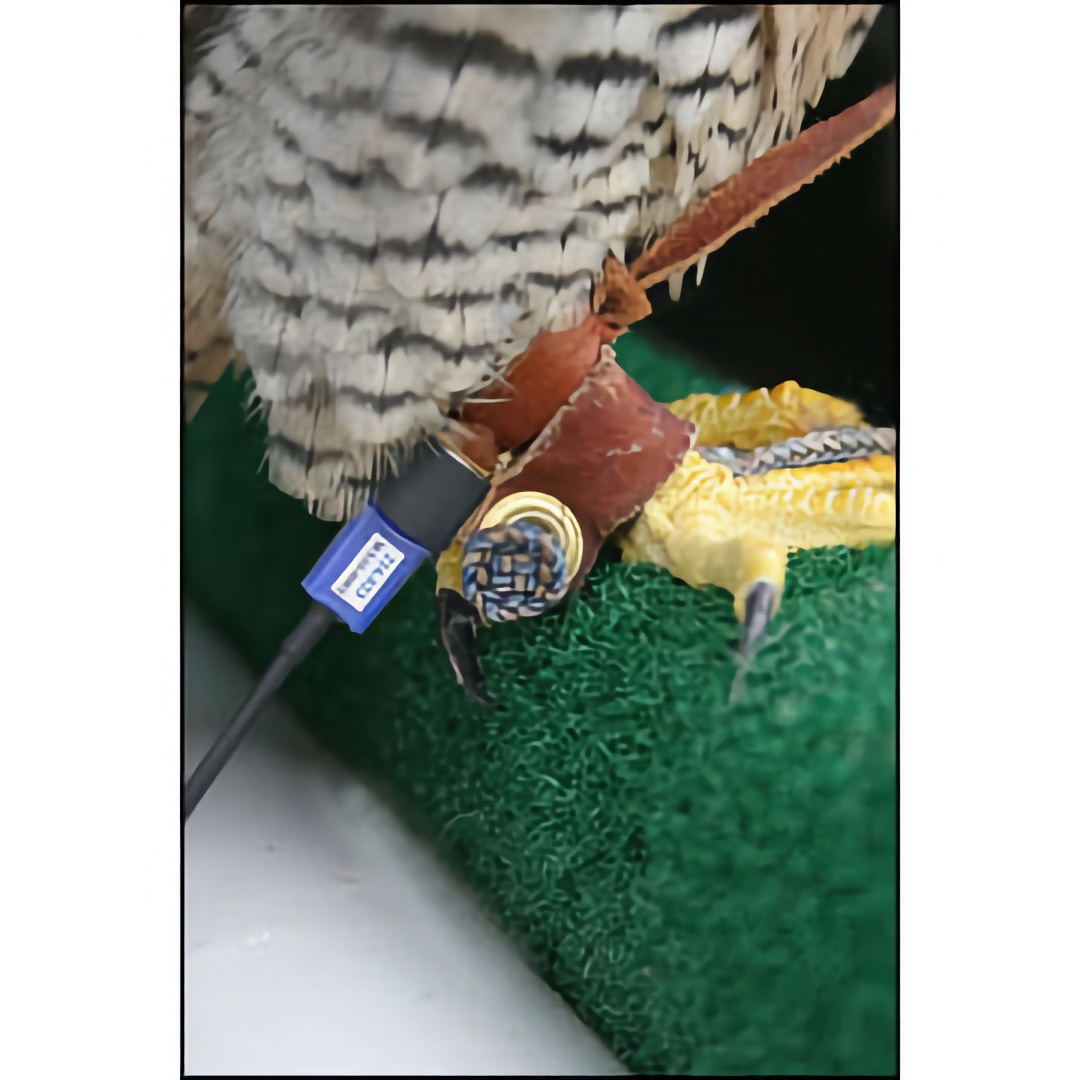 MX 1/3N Battery Transmitter - 216 MHz (VHF) - Leg and Tail Mount, 30+ Days, Power & Long Life