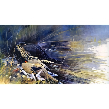Merlin with Dove - By Jonathan Wilde - NAFA Print 2006- See Larger Image