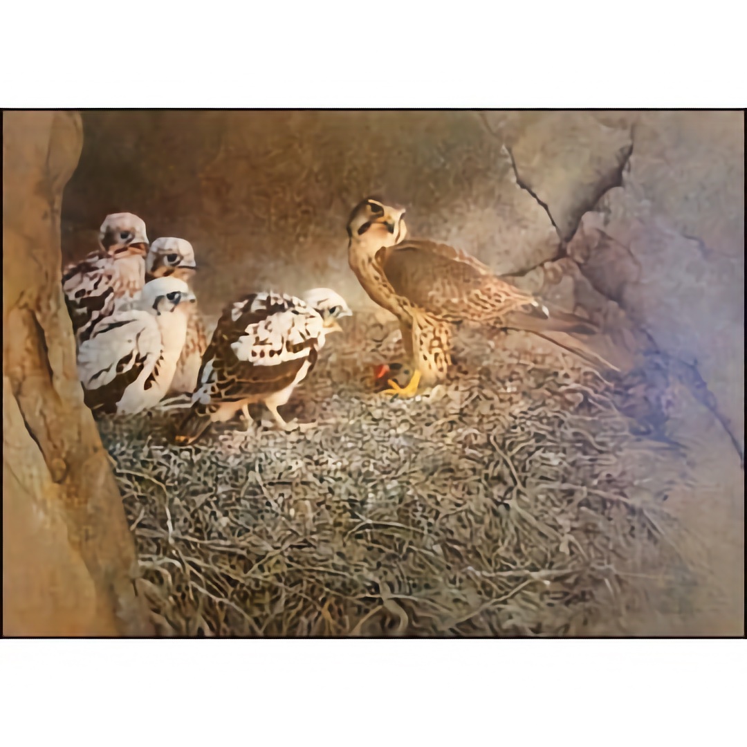 Prairie Falcon With Young - Art Print - by John Perry Baumlin - See Larger Image