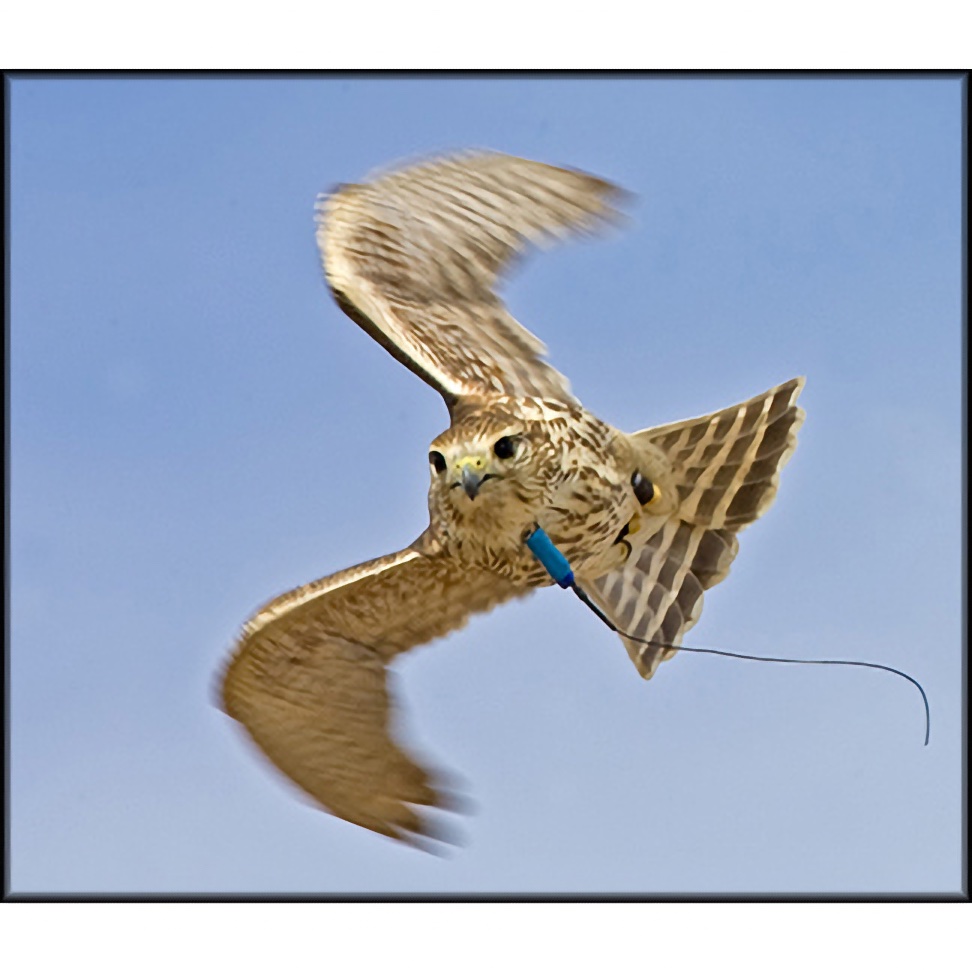 Neck-Mount Bands - Two Sizes for All Hawks - Choose Size / See More