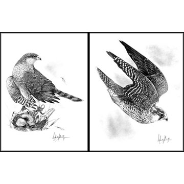 Original Artwork: Latest Edition of "North American Falconry & Hunting Hawks"