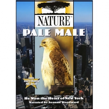 Pale Male - Film by Nature - DVD - 60 Minutes, See More Info