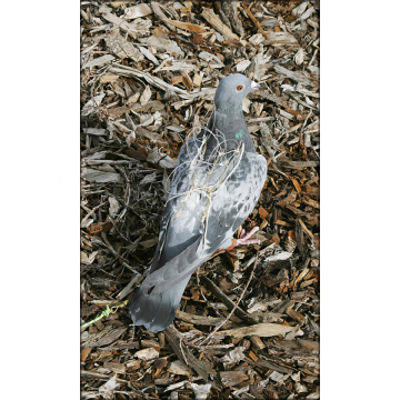 Pigeon Harness - Arab-style - Insures Free Movement for Pigeon