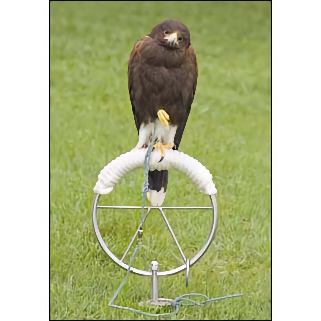 Falconry Stainless Steel Tethering Ring 