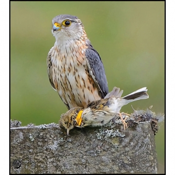 The Merlin - by Richard Sale - Hardbound - Color Photos & Maps