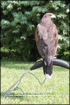 falconry perches perch stainless pans bath