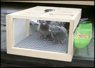 Pigeon &amp; Game Bird Transport &amp; Training Crates